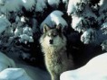 /album/fotogallerij/a1-wolf-2-jpg/